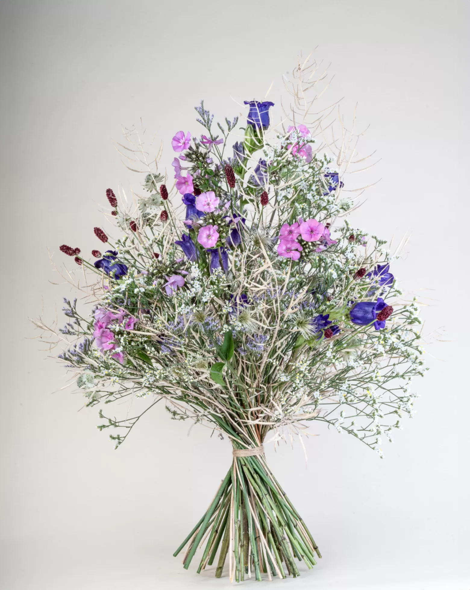 Phlox Pink Eyes | Marginpar